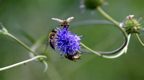 Hoverflies pollinating on cornflower outdoors | Premium Photo