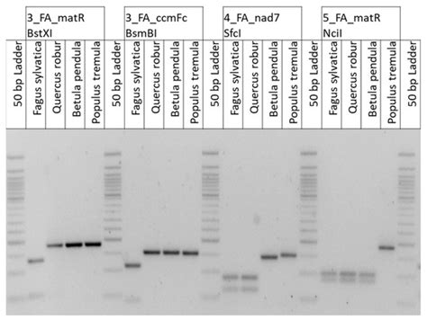 Mitochondrial Genome of Fagus sylvatica L. as a Source for Taxonomic ...