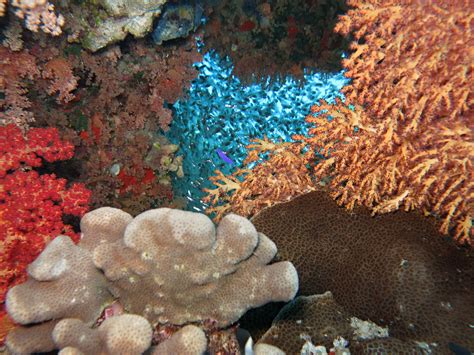 Red Sea 的图像结果