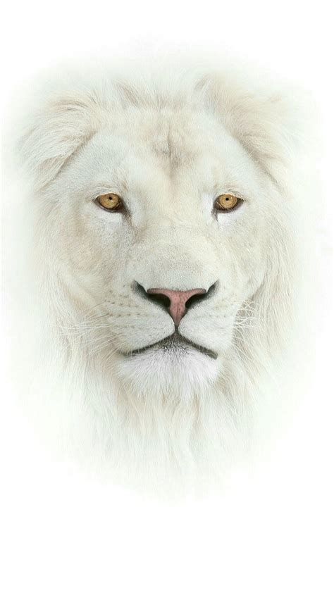 [100+] Lion Phone Wallpapers | Wallpapers.com