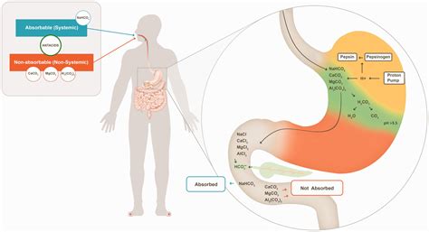 Managing GERD Flare-Ups: A Comprehensive Guide beyond Antacids for ...