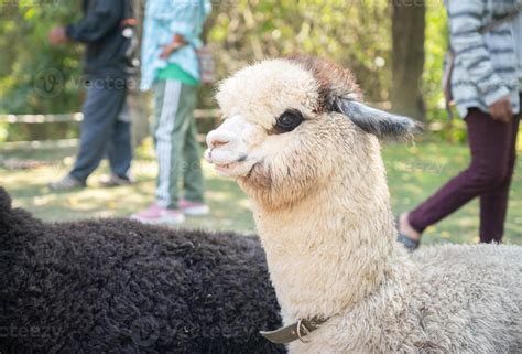 A white hair Alpaca living as pet in Thailand. Cute faces, fluffy ...