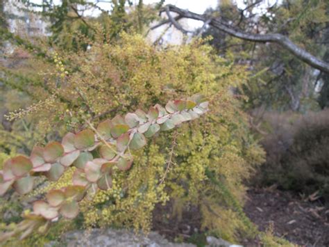 Acacia pravissima - Ovens wattle, שיטה קטנת-עלים, שיטה קטנת-עלים | The ...