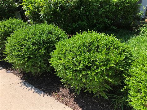 Boxwood Winter Gem - Stadler Nurseries