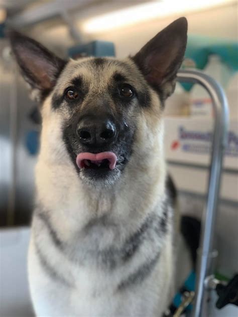 Dog Grooming Gallery Indiana | Smoochie Pooch Gallery