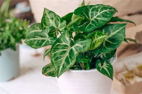 Arrowhead Plant Care- An Ultimate Guide to To Take Care of Your Arrowh ...