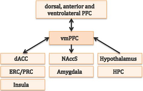 The Interplay of Hippocampus and Ventromedial Prefrontal Cortex in ...