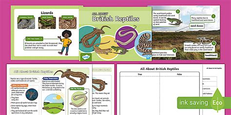 KS1 British Reptiles PowerPoint Fact File Activity Sheet