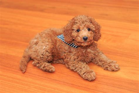 Image result for Cavapoo Adult