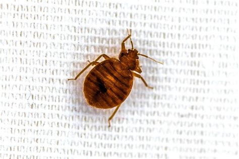 Early Signs Of Bed Bugs. 14 Infestation Indicators - Beezzly