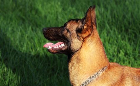 CRPF Dog Stung 200 Times By Swarm Of Bees During Anti-Maoist Operation ...