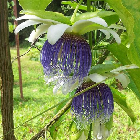 Bell Apple Fruit Plant (Passiflora nitida) – veliyathgardens