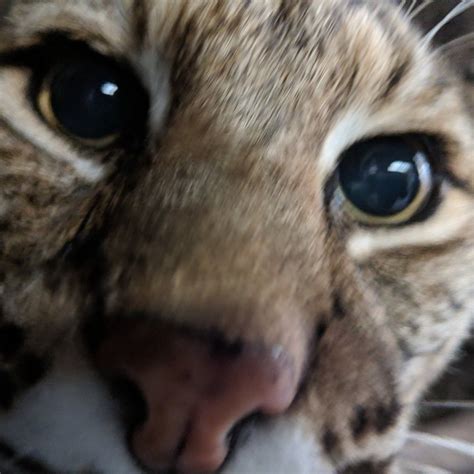 CURIODYSSEY (2026) All You Need to Know BEFORE You Go (with Reviews ...