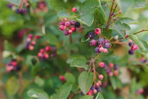 Image result for Serviceberries Tree