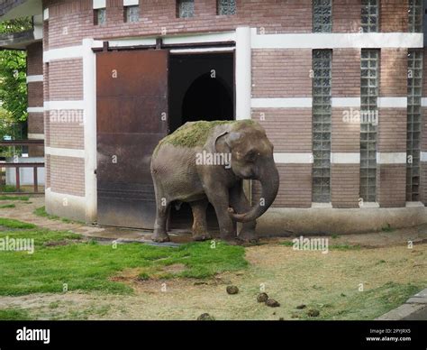 The Asian elephant, or Indian elephant, Elephas maximus is a mammal of the Proboscis order, a ...