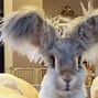 Image result for Rabbit Big Ears
