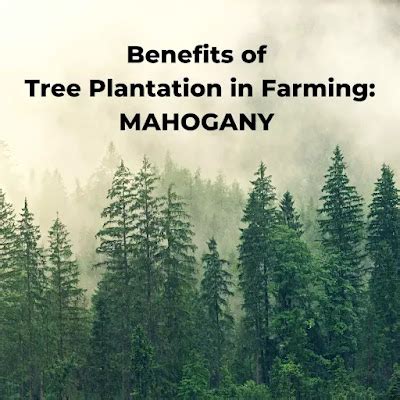 Benefits of Tree Plantation in Farming : Mahogany