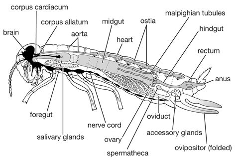 Insect - Hemolymph, Heart, Trachea | Britannica