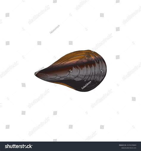 Image result for Muscle Shell