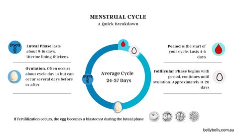 Luteal Phase - 4 Stages Of The Menstrual Cycle Explained