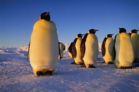 Emperor Penguin: Profile and Information