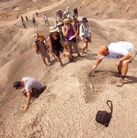 Image result for Ardipithecus Ramidus Fossils