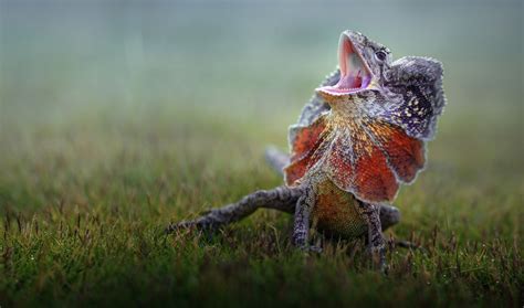 Frilled Lizard Wallpaper