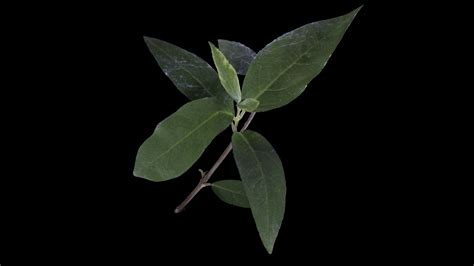 Calycanthus occidentalis (Spicebush) - 3D model by Cal Poly Humboldt ...