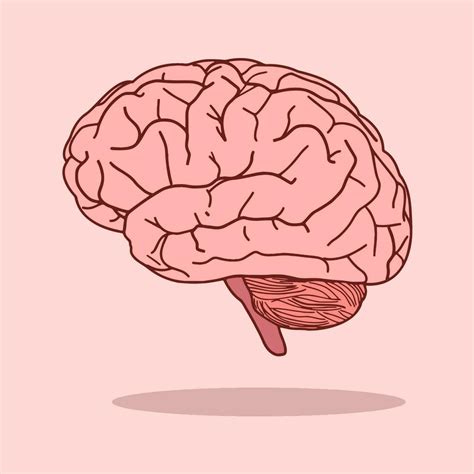 Brain Vector 的图像结果