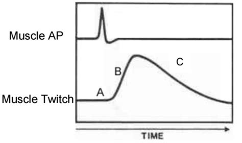 Image result for Muscle Twitch Graph