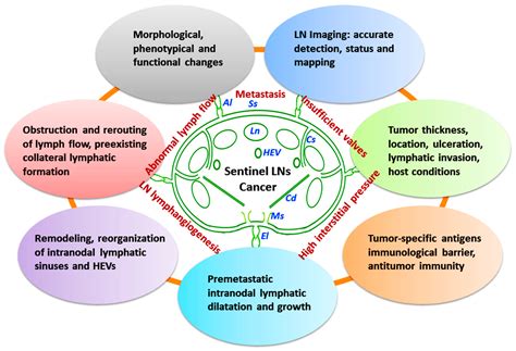 Lymph Nodes and Cancer Metastasis: New Perspectives on the Role of ...