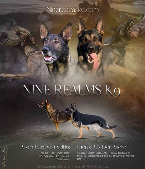 Available and Upcoming Litters/Puppies – NINE REALMS CANINE TRAINING