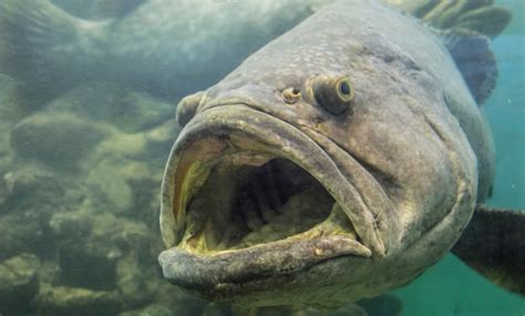 25 Types of Seafood You Should Know - Facts.net