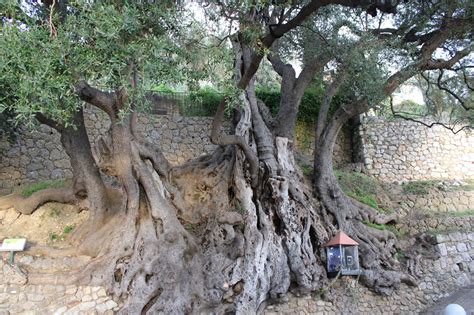 L'olivier millénaire de Roquebrune-Cap-Martin : le plus vieil arbre de ...