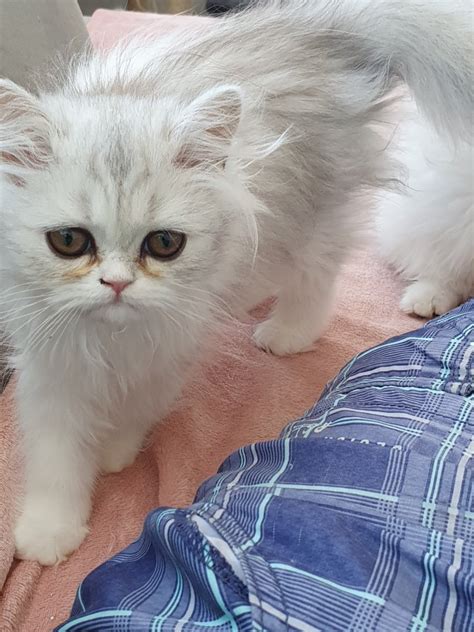 Perser Katzen suchen neues Zuhause in Saarbrücken | Tiere | Kleinanzeigen
