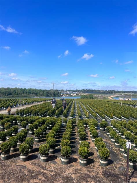 I had the pleasure of visiting a Monrovia Plants nursery in Cairo ...