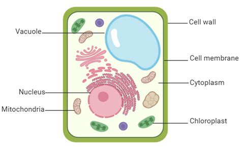 Cellular Structure 的图像结果