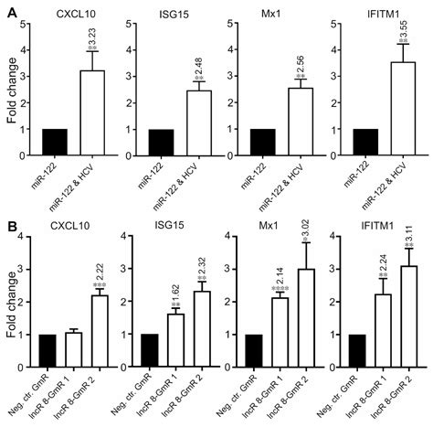 Lnc-ITM2C-1 and GPR55 Are Proviral Host Factors for Hepatitis C Virus