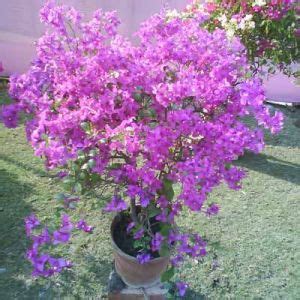 Indoor Gardening Plants,Indoor Tree Plants,Indoor Flower Plants,Indoor ...