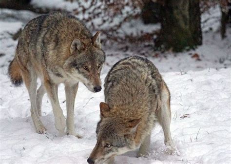 Image result for Wolves Mating Season