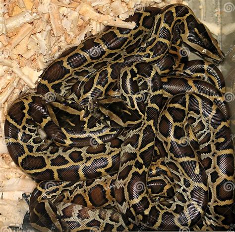 Image result for python birman