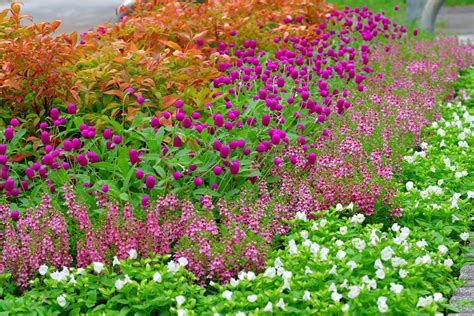 12 Best Annual Flowers for Full Sun | Family Handyman