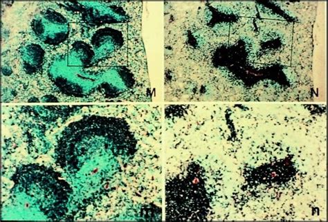 Secondary Antibodies, Conjugates, and Kits