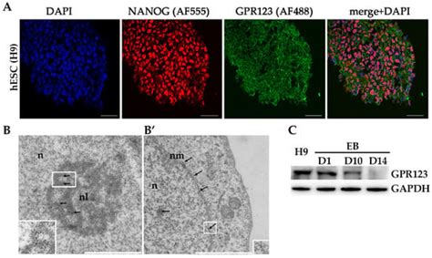 Essential Role of Adhesion GPCR, GPR123, for Human Pluripotent Stem ...
