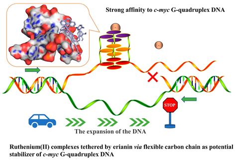 Ruthenium(II) Complexes Coupled by Erianin via a Flexible Carbon Chain as a Potential Stabilizer ...