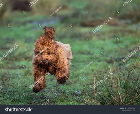 Image result for Cockapoo Running