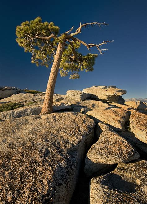 Image result for Sentinel Dome Tree