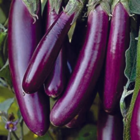 Open-Pollinated Desi Seeds – Page 2 – Bloomica
