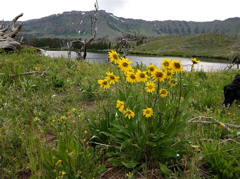 Trappers Lake Campground Colorado: Reservations & Camping Info