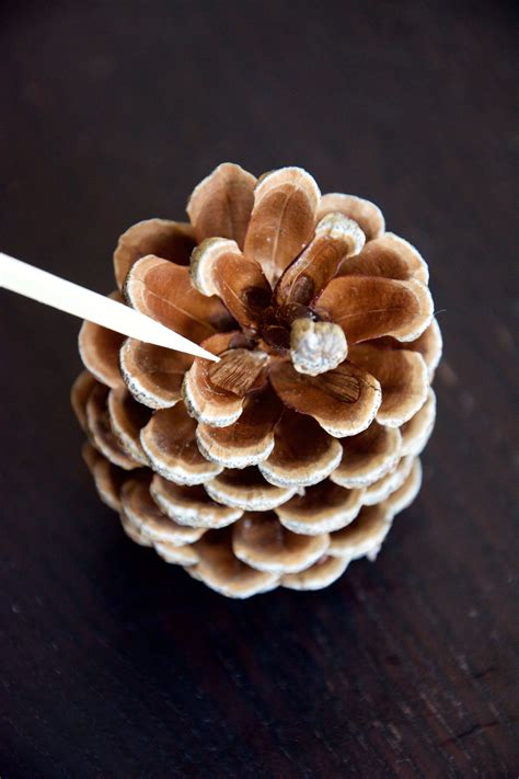 Pine Cone Seed